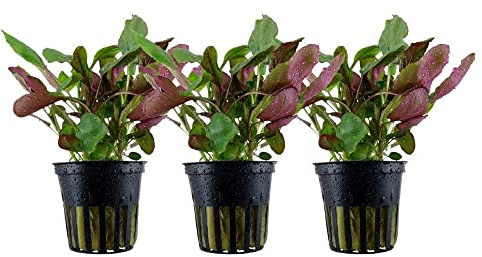 AquaOne Akvarium växt 3 stycken Lobelia cardinalis I vattenväxt akvarieväxt stjälkväxt helt rotad lätt att rengöra aquascaping dekoration
