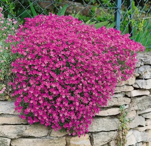 Semi di Aubrieta per Giardino Roccioso, 600 Pezzi, Pianta Perenne, Colori Misti Rosa