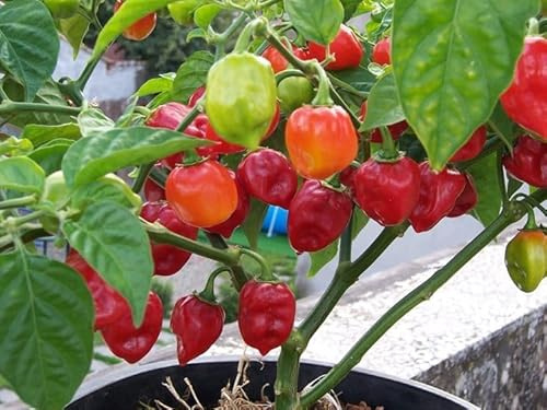 30 Semi di Peperoncino Habanero Rosso dei Caraibi, Piccantezza Medio Alta, red habanero chili pepper seeds