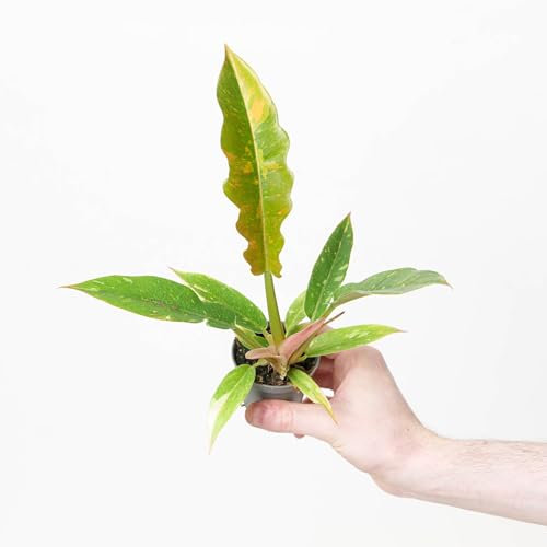 Philodendron 'Ring of Fire' – Variegated Easy-Care Houseplant Philodendron 'Ring of Fire' – Variegated Easy-Care Houseplant 6cm