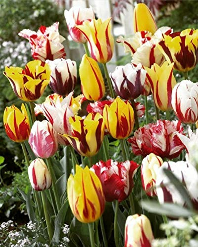 100 X Tulipani Rembrandt Misti - Tulipa Rembrandt Mix - Bulbi Alta Qualità