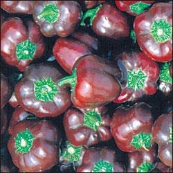 Pepper Joe's Mini Chocolate Bell Pepper Seeds – Pack of 10+ Mini Bell Seeds – USA Grown – Rare Bell Pepper Seeds for Planting