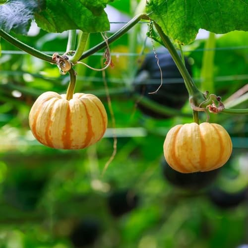semillas de calabaza - trepadoras de interior exóticas jardín, resistentes, vida decoración rara Parterres elevados el jardín orgánico 200pcs