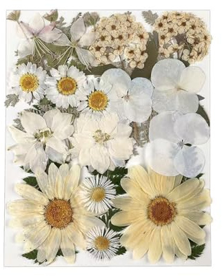 Hontaog 25 Piezas Naturales Flores Prensadas Secas, Flores Secas Reales, Blanco Prensadas Flores Secas Naturales para Manualidades, Resina, Velas, Joyas, Scrapbooking y decoración