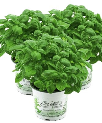 3er Set Basilikum Pflanze, Frische Küchenkräuter (Basilikum Ocimum basilicum)