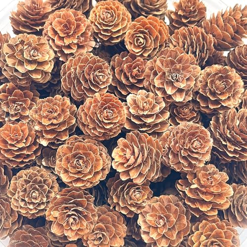 Christmas Pine Cones, POTWPOT 100 Pieces Natural Pine Cones Rustic Pine Cone Mini Pine Cones for Christmas Party Ornament DIY Crafts Home Decoration(2-3cm)
