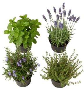 Pack Cocina Bonita de 4 Hierbas Aromáticas DECOALIVE – Lavanda, Romero, Tomillo y Hierbabuena Decorativas