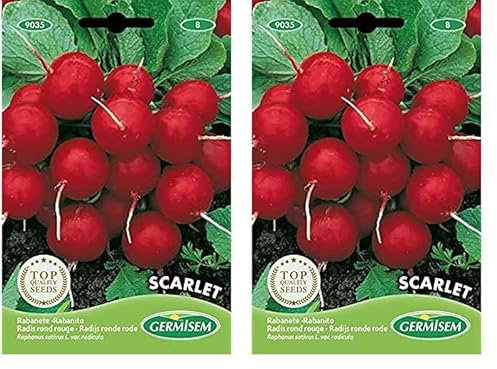 Germisem Scarlet Semillas de Rábano 15 g (EC9035) (Paquete de 2)