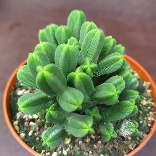 SUNNYPLANTS - Crassula pyramidalis plante, boutures, plantes succulentes, graines, boutures Crassula