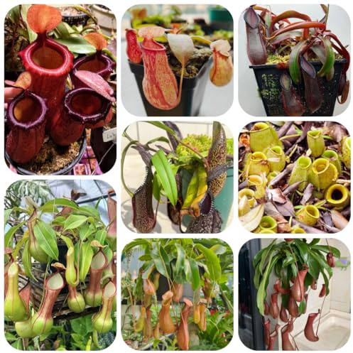 fleischfressende kannenpflanze steingartenpflanzen winterhart nepenthes herbst deko, zimmerbonsai schattenpflanzen, hochbeet für sonnige 75samen