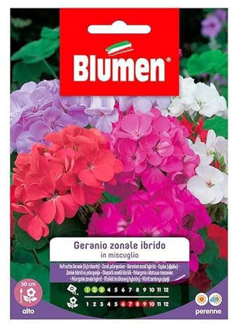 Geranio Zonal. Hybrid F2 Mix