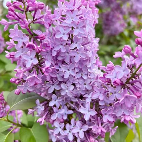 lillà rampicanti balcone primaverili giardino roccioso in vaso 500semi