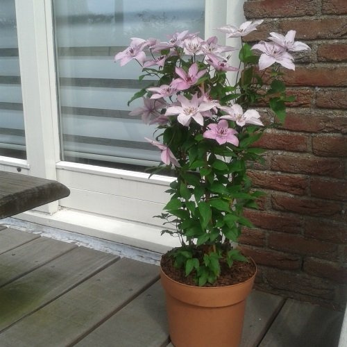Clematis hagley hybrid - Maceta de 1,5 litros - rosa, planta trepadora de floración perenne y resistente | ClematisOnline