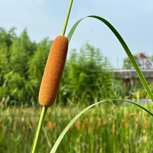 500 pcs Zwergrohrkolben Winterhart Samen - deko wohnzimmer, zimmerpflanzen samen, teichpflanzen Typha Latifolia - schnellwachsende sträucher als sichtschutz gartenpflanzen winterhart,