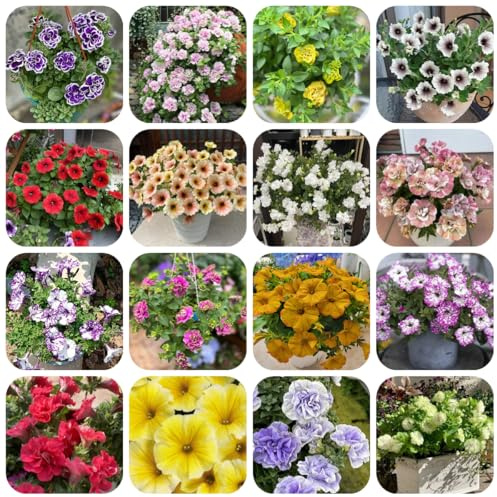 semillas de petunia balcón, petunia híbrida, ornamentales, decoración, colgante de petunia colgante cortadas, trepadoras 1200pcs