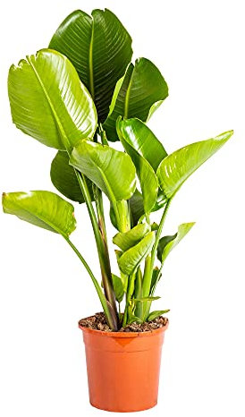 Bonplants Strelitzia Nicolai, Pianta Vera Elegante ed Ornamentale (Vaso 24 da Vivaio)