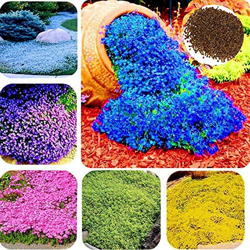 Somerway Creeping Thyme Seeds, 400Pcs/Bag Flower Seeds For Planting, Perennial Flower Seeds Bonsai Seeds For Garden Lawn Rosa
