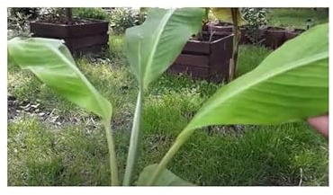 10 semi di banana Musa balbisiana atia nero, semi di banana Thai B1802 – Seeds Plants Shop Samenbank Pfullingen Patrik Ipsa