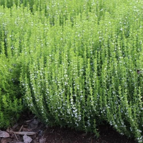 semi di menta resistente - tappezzante decorazione da giardino esterni biologici balcone 400pcs