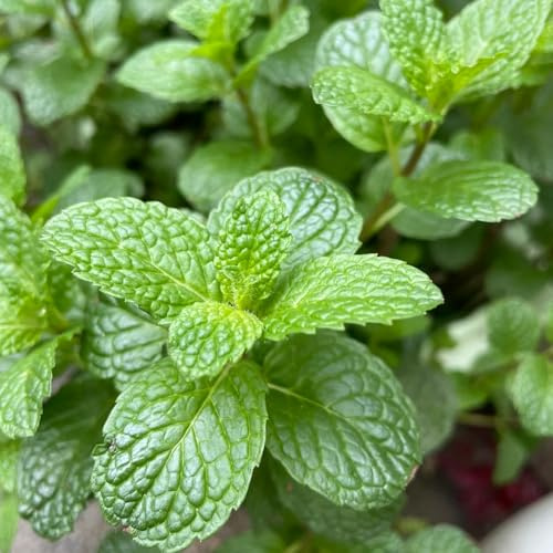 Semi di menta verde, biologici Mentha Spicata, erbacee, semi di selvatiche Le da giardino sono resistenti regali 200pcs