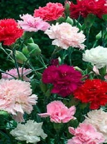 Just Seed - Flower - Dianthus - Carnation - Chabaud Mixed - 1500 Seeds - Large Pack
