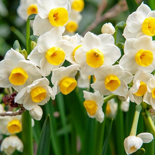 Bulbi Fiori Perenni da Esterno - 25 Bulbi di Narciso Avalanche Profumati - Fioritura estiva - Piante e Fiori Esclusivi dall'Olanda - per giardino e vaso (non semi, non artificiali)