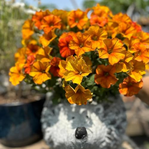 semillas de petunia, petunias colgantes resistentes en macetas al aire libre petunias pradera corativas silvestres, macizo exóticas Decoraciones 60semillas