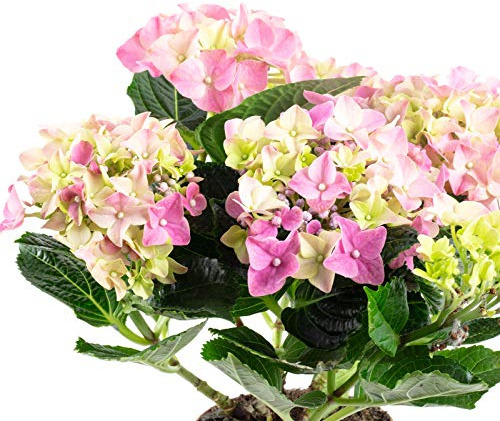 Hortensia Rosa Natural en Maceta Planta Ornamental de Exterior e Interior