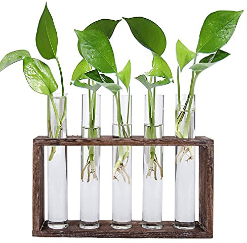 Jucoan Reagenzglas Vase mit 5 Rohr für Hydrokultur Pflanzen Hydroponik Glasvase mit Holz Halter Plant Terrarium Kleine Vasen Deko Set Vintage Glas Reagenzgläser Tischvase für Büro Haus Garten Dekor
