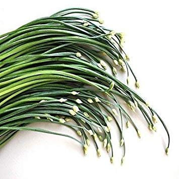 VISA STORE Graines Ciboulette (tuberosum) 200 graines