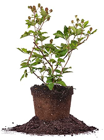 Perfect Plants Ouachita Thornless BlackBerry Bush 1 Gal. Pot Extremely Hardy Large Sweet Berries