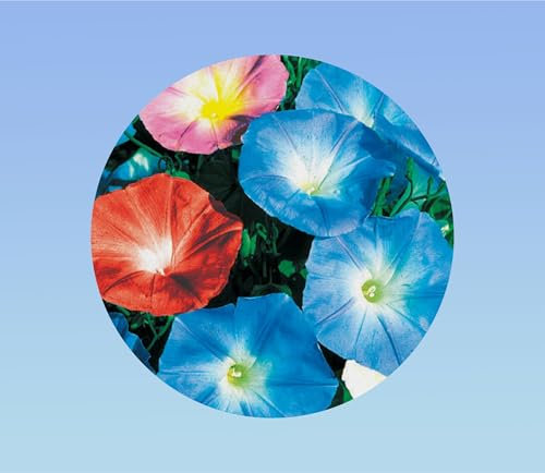 25 graines de ipomée mixtes grande variés - plante grimpante - liseron - morning glory