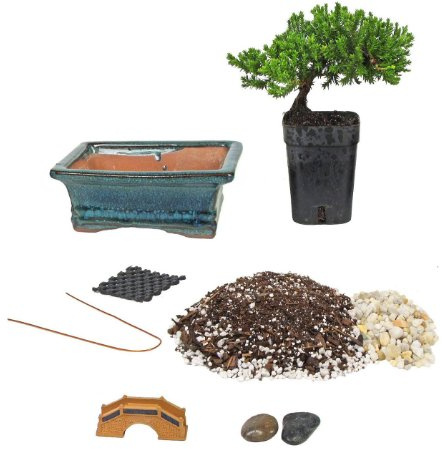 Eve's Bonsai Tree Starter Kit, Complete Do-It-Yourself Kit with 4 Year Old Japanese Juniper !!! Cannot Ship to CA California & HI Hawaii !!!