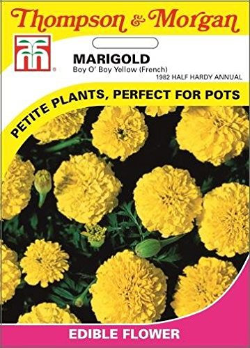 Thompson & Morgan - Flowers - Marigold Boy O Boy Yellow (French) - 115 Seed