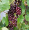 blaue kernlose Weinrebe Attika 80-100cm - Vitis