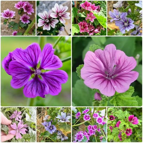 Semillas de malva, Decoración de jardín para exteriores invernaderos balcón jardín semillas mariposas para lugares soleados balcón 800pcs