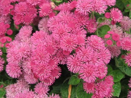 100 Graines Semences - Ageratum - ROSE - Plante vivace couvre sol ageratum rose - 114