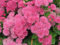 100 Graines Semences - Ageratum - ROSE - Plante vivace couvre sol ageratum rose - 114
