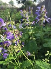 Sage, Dan Shen Salbei, Salvia Militiorrhiza, Organisch, 20 Samen pro Packung, Tan-Shen