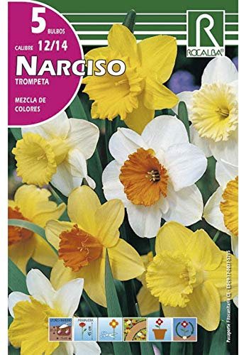 Bulbos de narciso trompeta variado (5 bulbos)