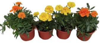 Tagete Mix Pack 4 Plantas Naturales con Flores de Colores