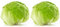 Fresh Iceberg Lettuce I Fresh & Crunchy I Pack of 2