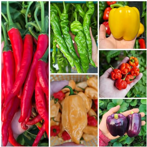semi di peperoncino jalapeno biologici, d'appartamento di verdi di peperoncino di d'appartamento, balcone 90pcs