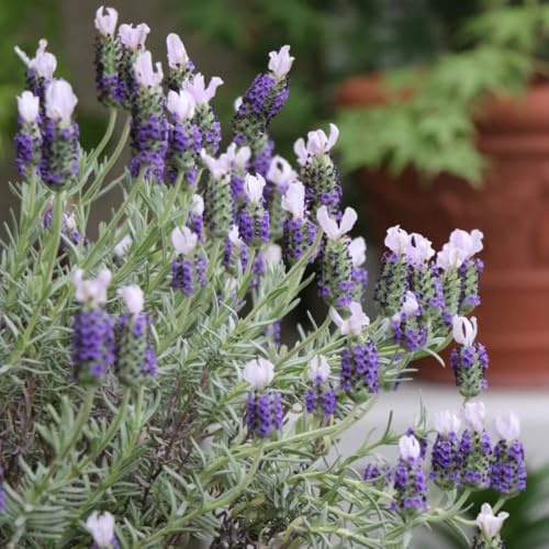 semi di lavanda - di da appartamento da giardino sul balcone resistenti in vaso serre balcone aromatiche giardino biologiche 1500pcs