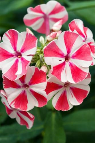 Phlox paniculata 'Peppermint Twist' 11x11 cm Topf – Winterhart, Mehrjährig, Pflegeleicht – Flammenblume – Staude für Beet & Rabatte
