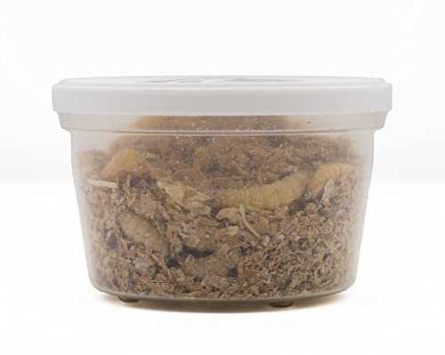 Livefoods4u Live Waxworms (15-20mm) Approx 120 - Live Food for Reptiles and Amphibians (Bulk 40g Tub)