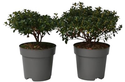 Plant in a Box - Rhododendron azalea Anouk Japon - Set de 2 - Arbuste exterieur robuste jardin persistant haie - Pot 17cm - Hauteur 25-40cm