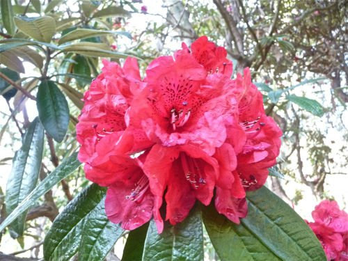 Nuevo Fresco 100 Uds rosa semi di fiori di rododendro