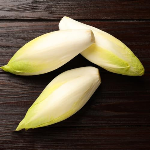 semi di cicoria, vecchi di radicchio, esotiche resistenti Le da giardino sono perenni resistenti 150pcs