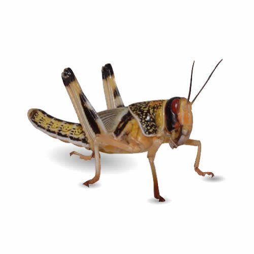 Peregrine Livefoods 50 X-Large Locusts/Reptile Live Food/Lizard/Spider/Frog/Mantis/Ferret/Rat/Hamster